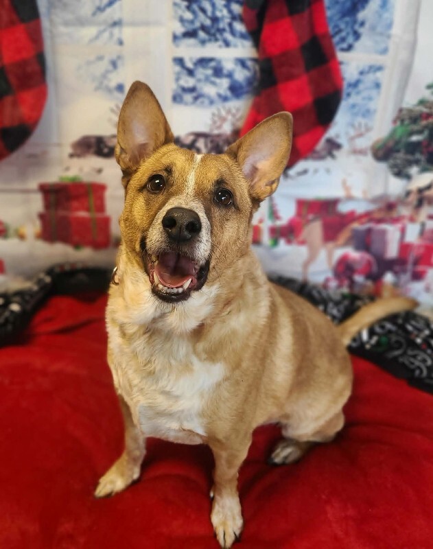 Picture of the Animal Listed